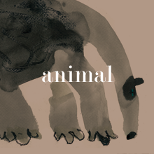 animal